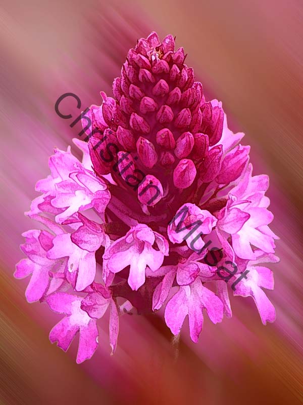 orchis effet 002