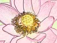 lotus effet 001