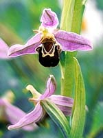 orchis effet 001