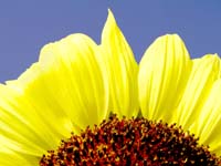 tournesol effet 002