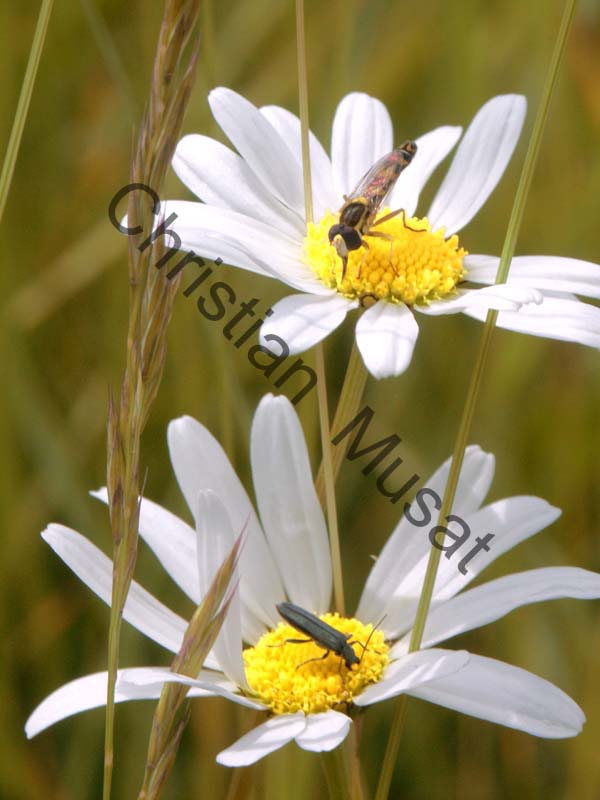 marguerite blanche 006