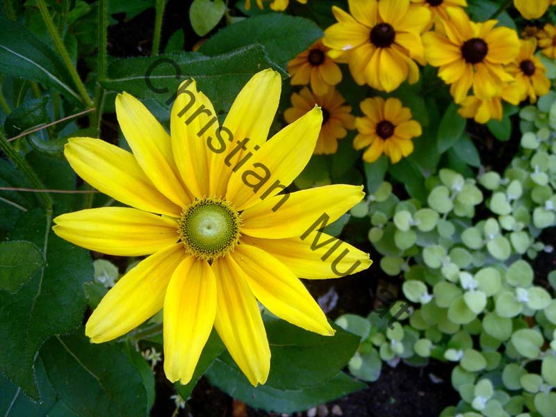 marguerite jaune 001