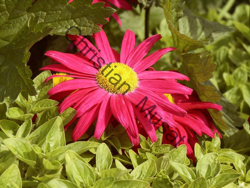 marguerite rouge 001