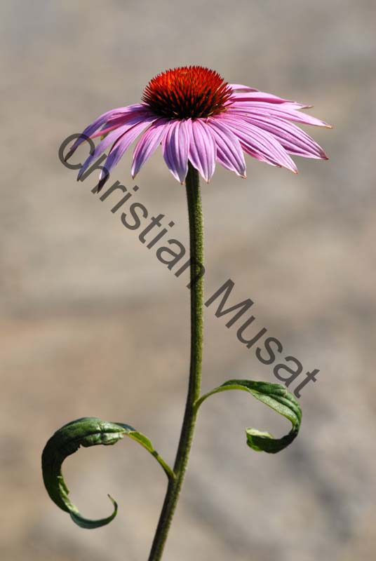 marguerite rouge 004