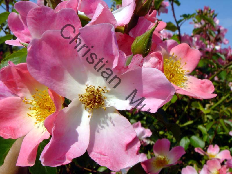 rose 004