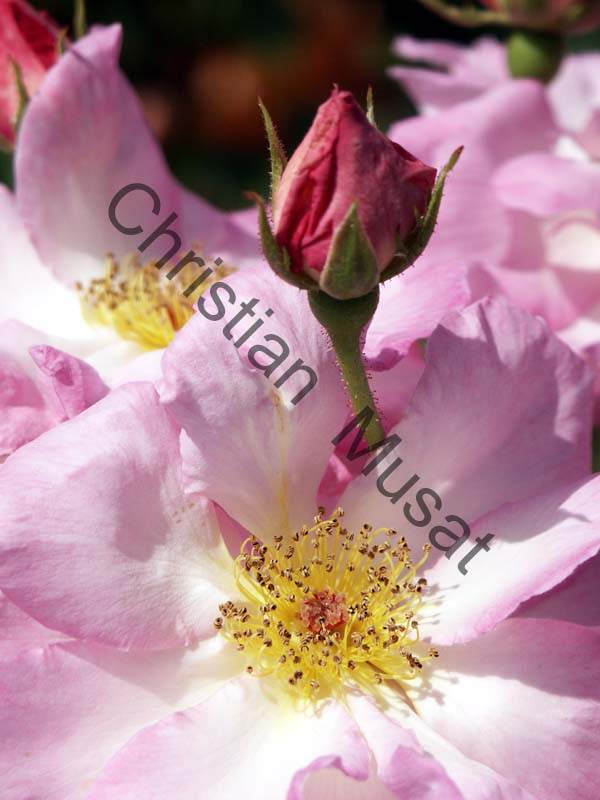 rose 007