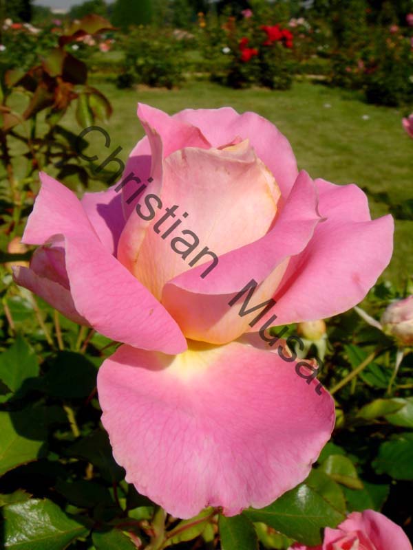 rose 012