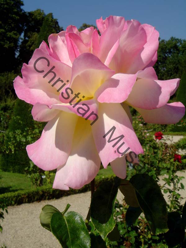 rose 013