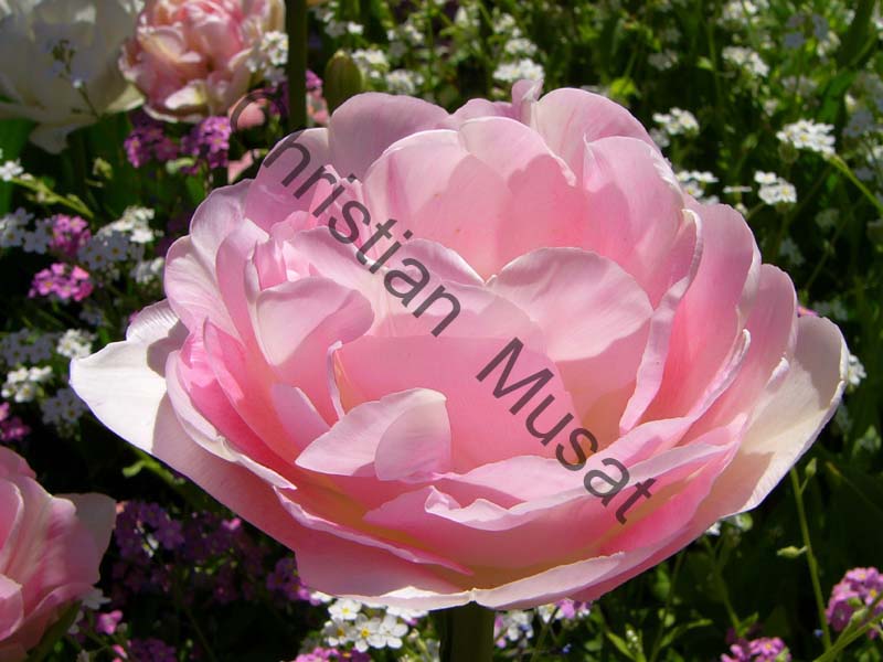 rose 014