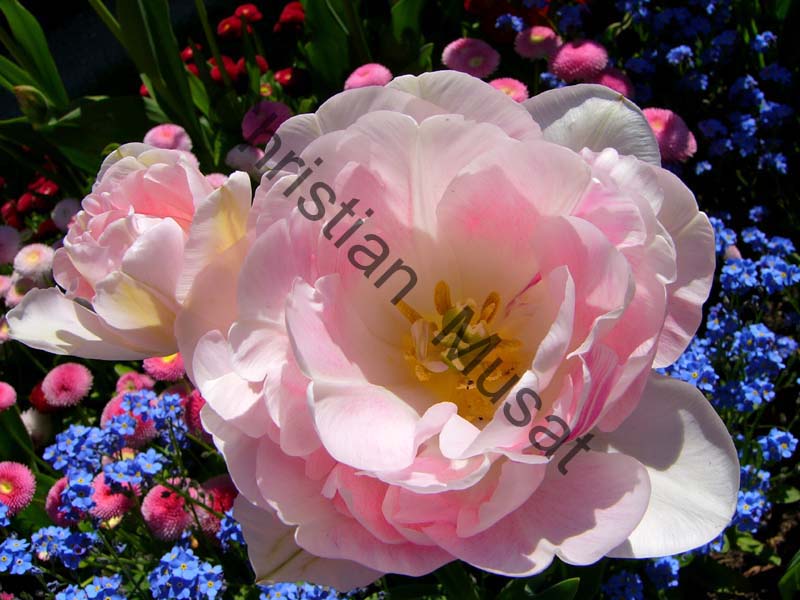 rose 015