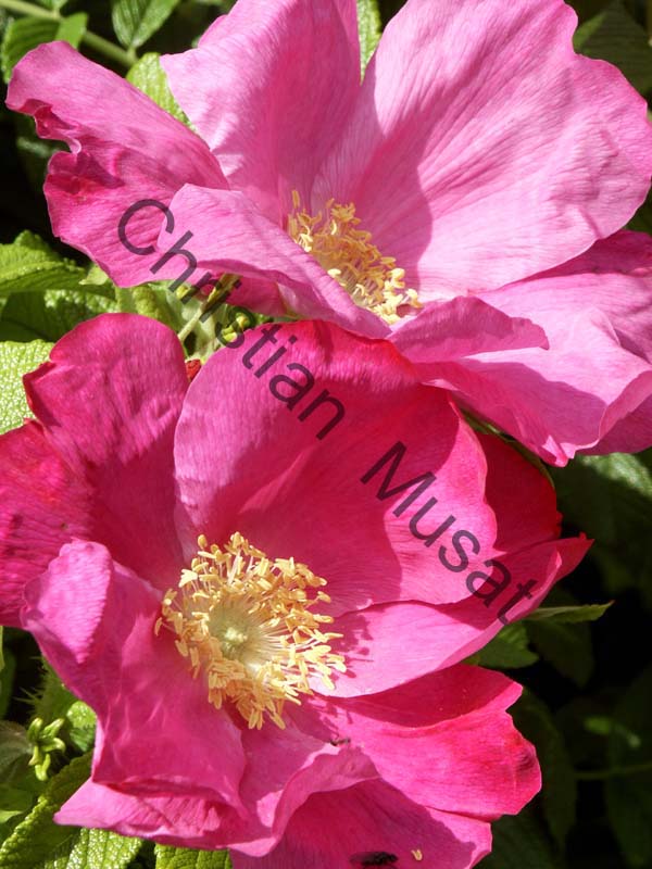 rose 017