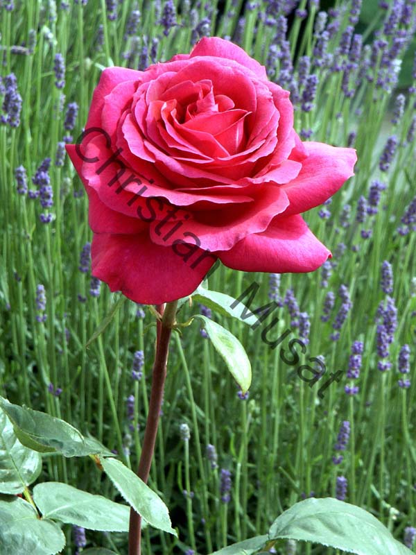 rose 021