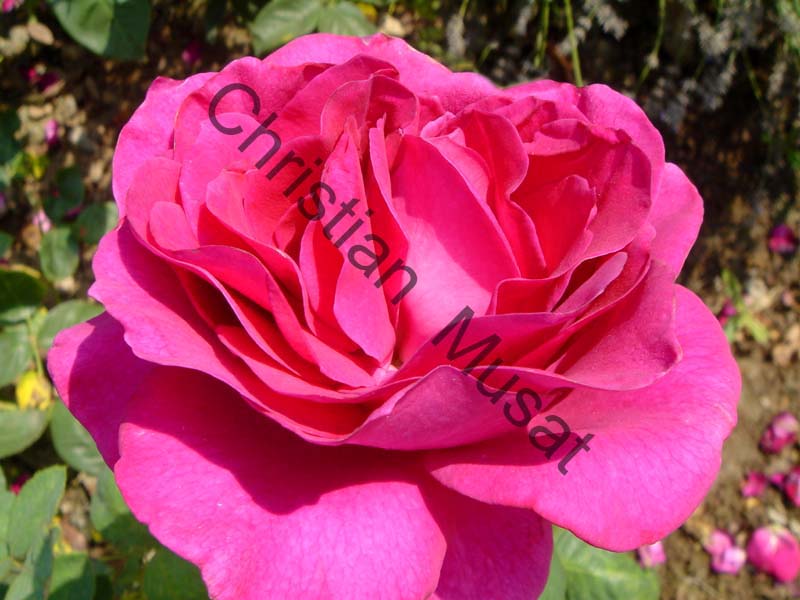 rose 023