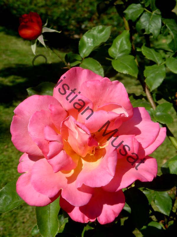 rose 024