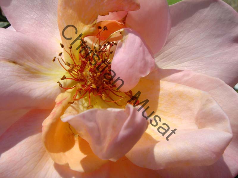 rose 029