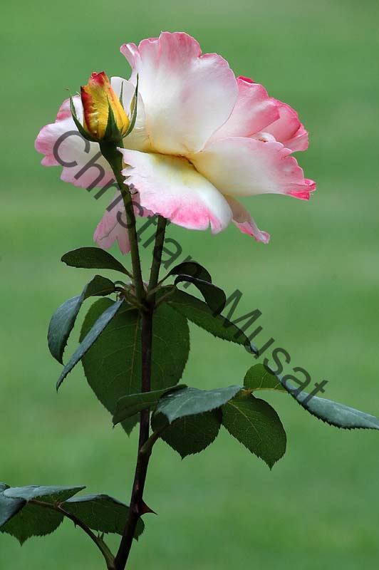 rose 031