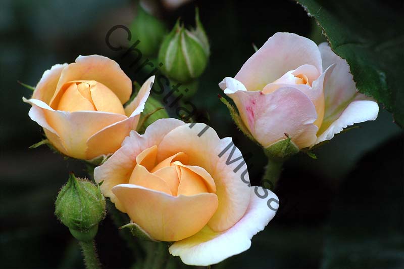 rose 034