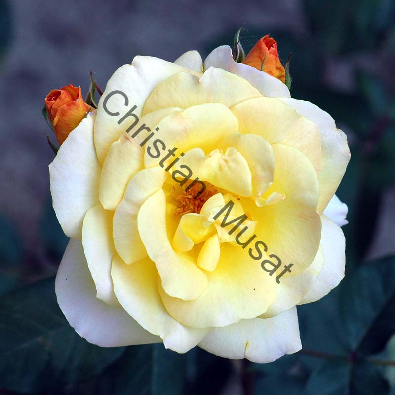 rose 035