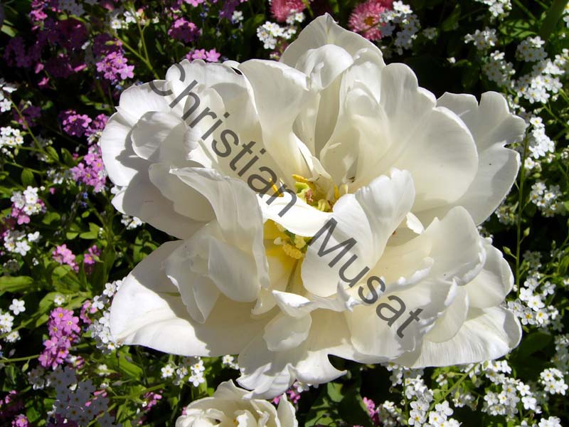 rose blanche 001
