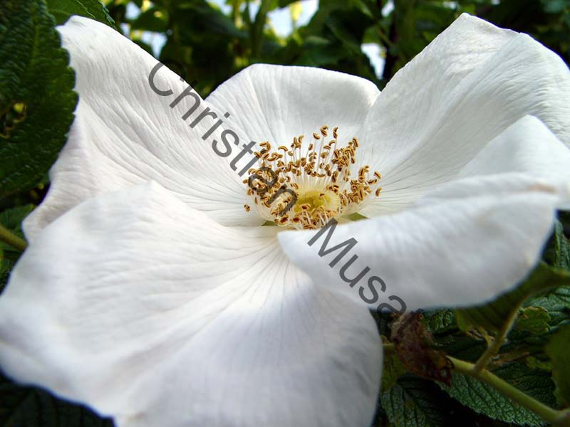 rose blanche 002