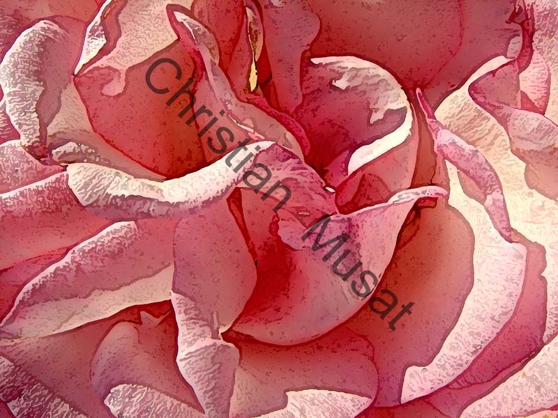 rose effet 003