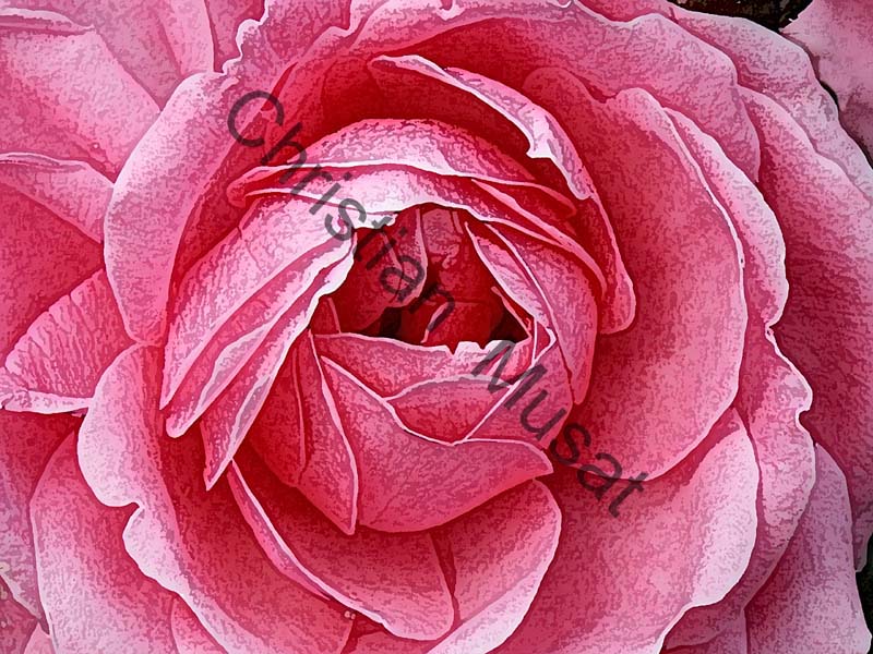 rose effet 005