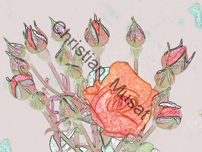 rose effet 010