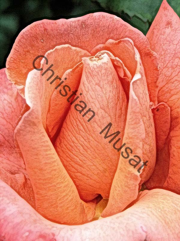 rose effet 011