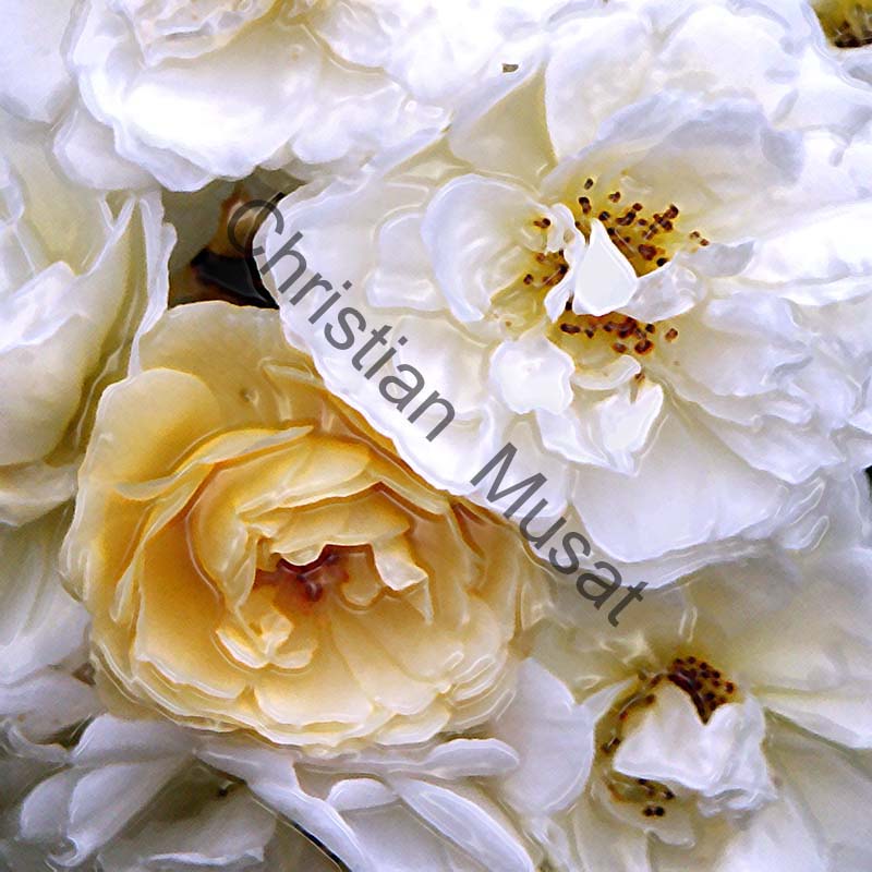 rose effet 013