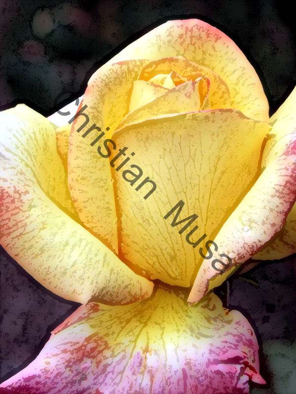 rose effet 017
