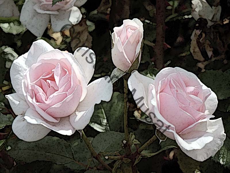 rose effet 019