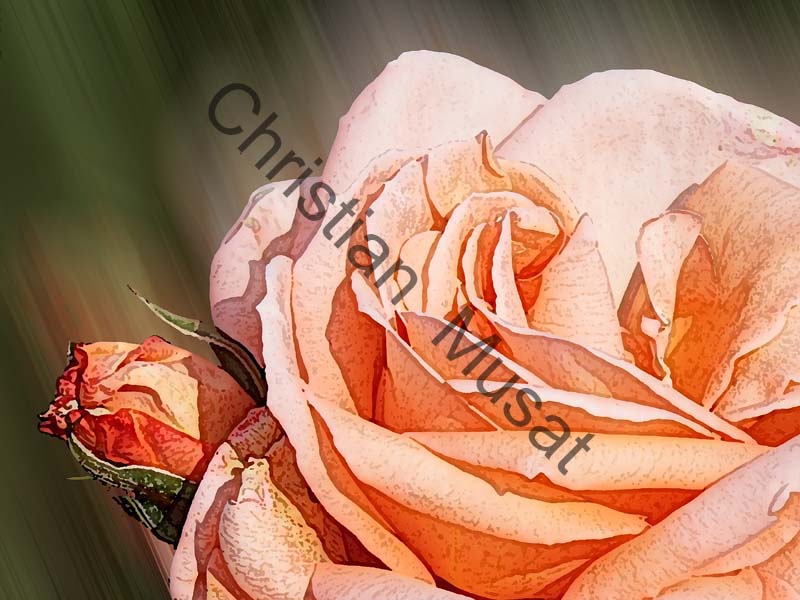 rose effet 020