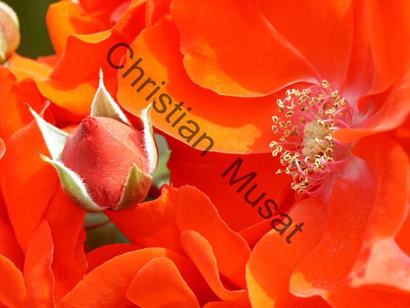 rose rouge 001