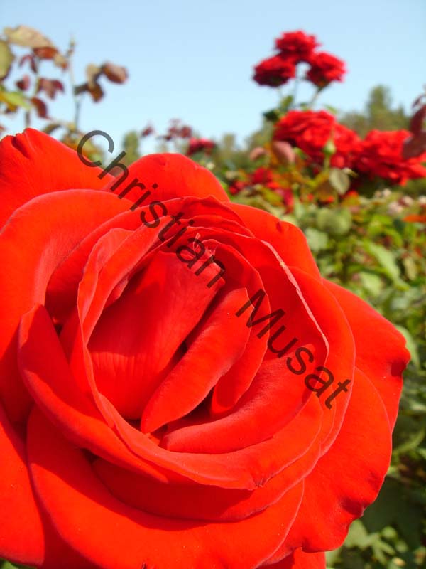 rose rouge 005