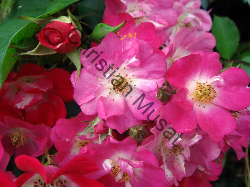 rose rouge 011