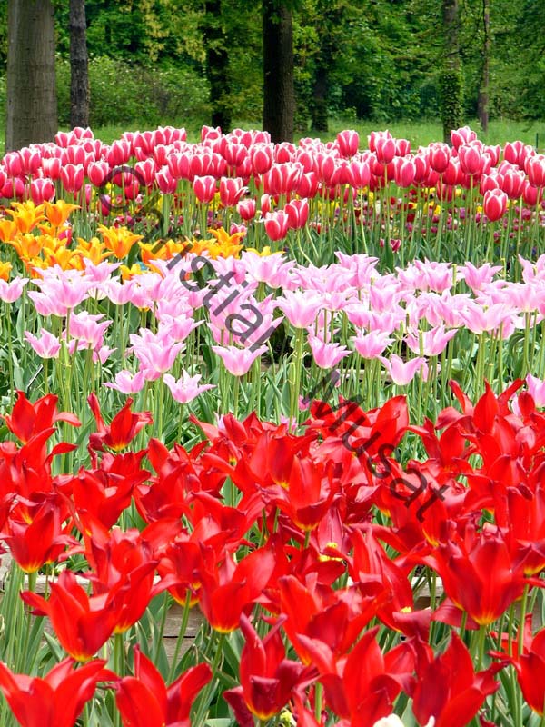 tulipe 003