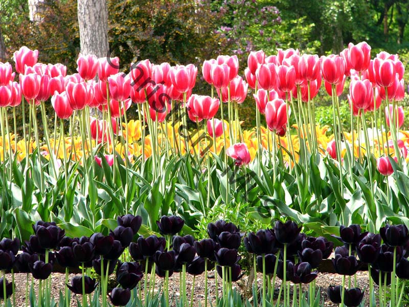 tulipe 013