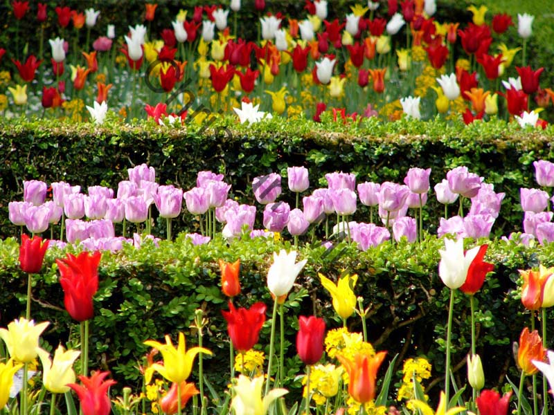 tulipe 024
