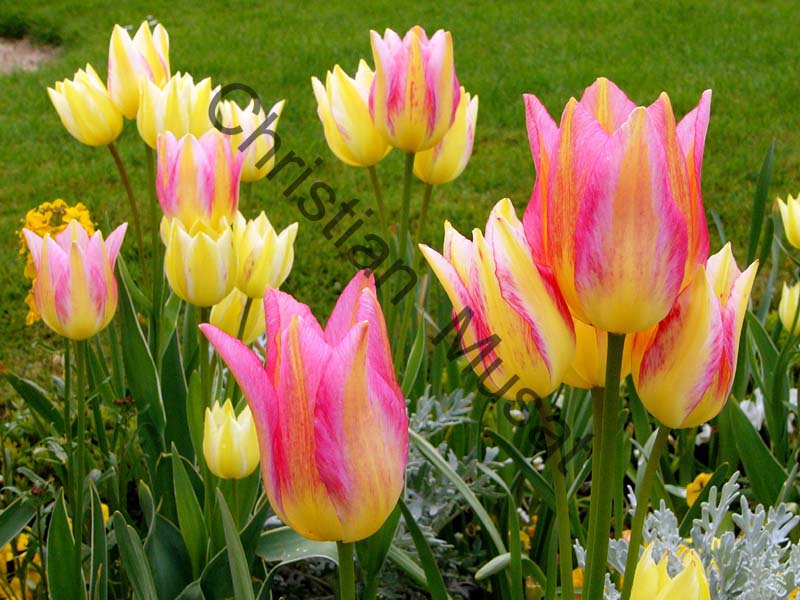 tulipe 029