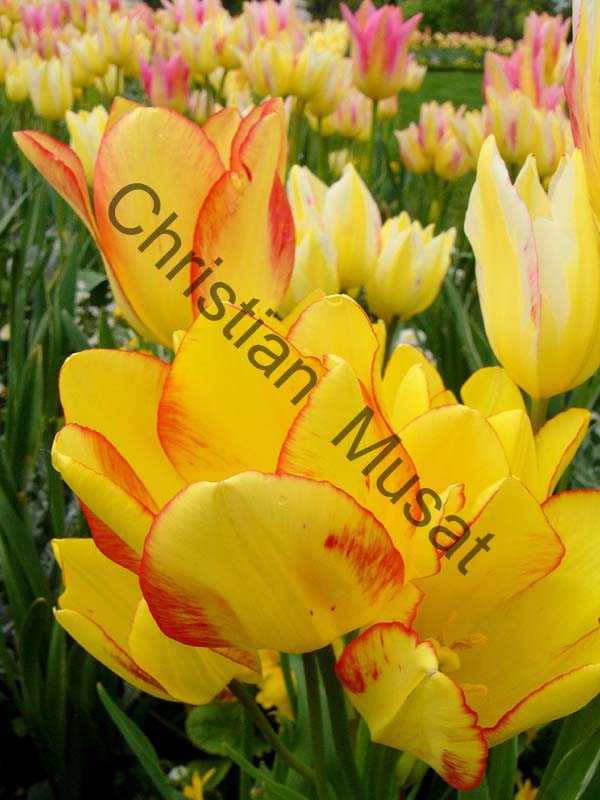 tulipe 031