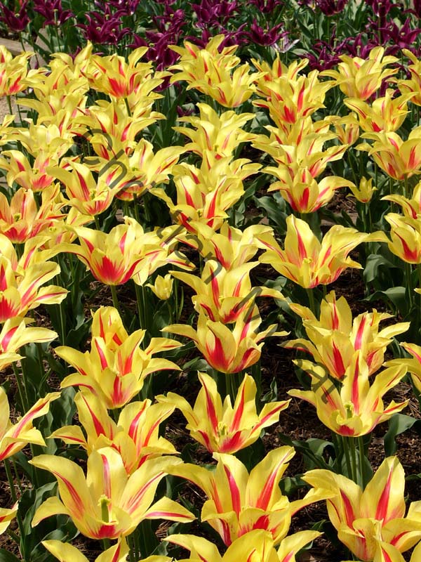 tulipe 033