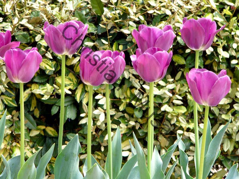tulipe 035