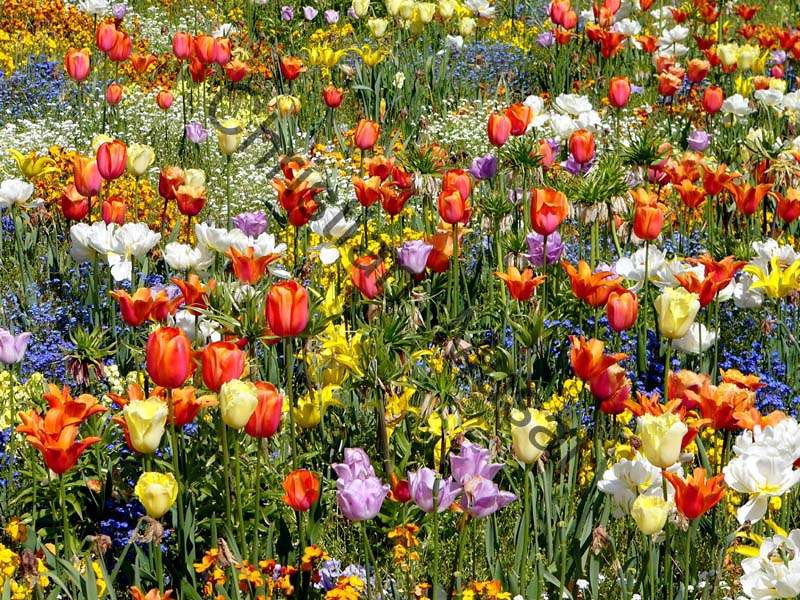 tulipe 037
