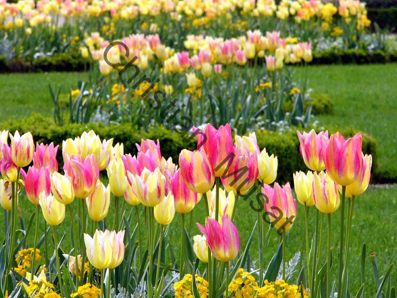 tulipe 038