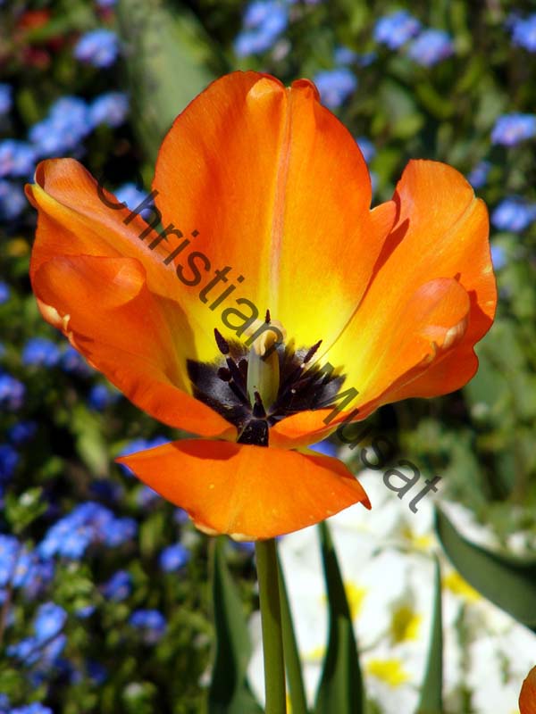 tulipe 044
