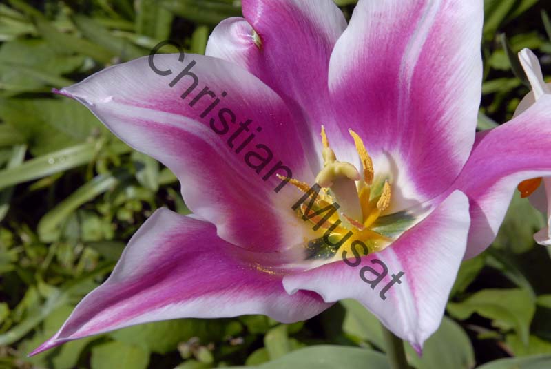 tulipe 049