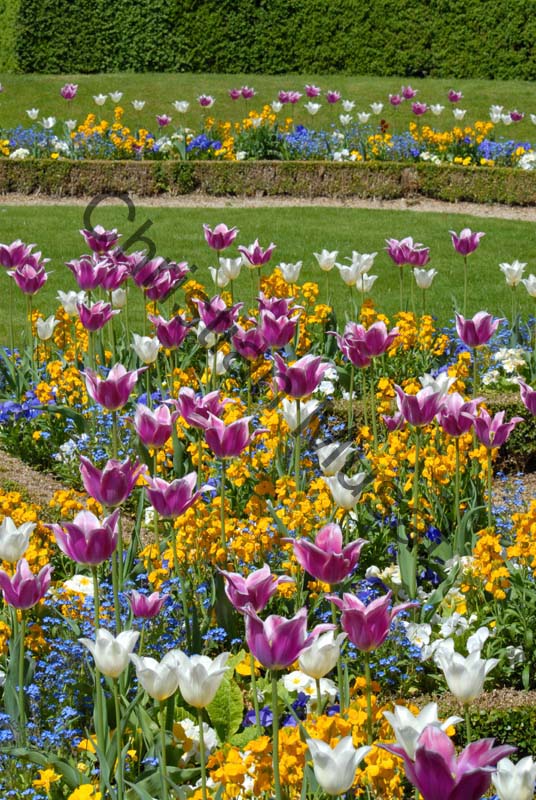 tulipe 052