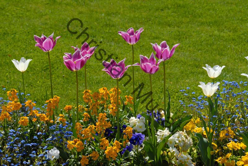 tulipe 056