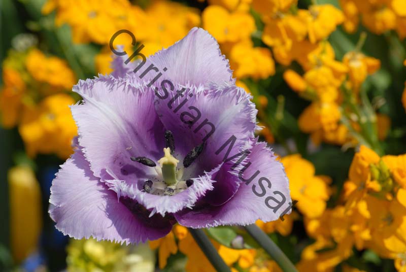 tulipe 059