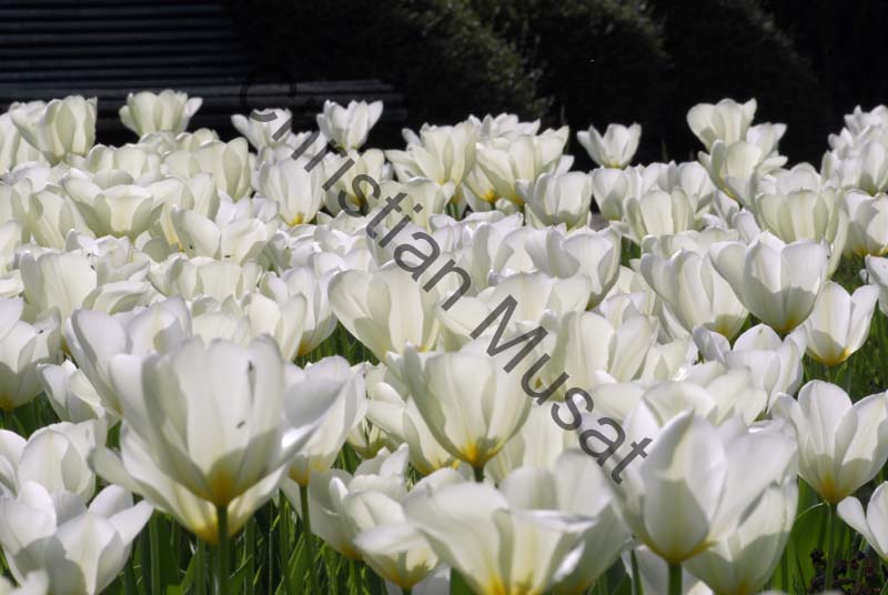 tulipe blanche 003